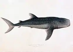 Andrew Smith, qui est le premier à décrire l'animal, avait déjà mis en valeur la livrée « en damier » du requin-baleine en 1845.