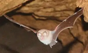 Photographie d’une chauve-souris en vol dans une grotte.
