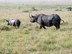 Rhinocéros noir.
