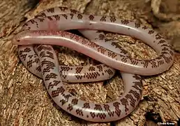 Serpent aveugle Rhinotyphlops schinzi (Scolecophidia)