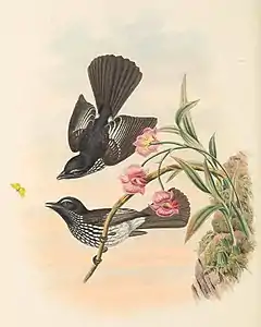 Description de l'image Rhipidura cockerelli - The Birds of New Guinea (cropped).jpg.