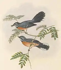 Description de l'image Rhipidura hyperythra - The Birds of New Guinea (cropped).jpg.