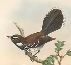 Description de l'image Rhipidura leucothorax - The Birds of New Guinea (cropped).jpg.