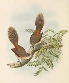 Description de l'image Rhipidura opistherythra - The Birds of New Guinea (cropped).jpg.