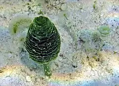 Description de l'image Rhipocephalus phoenix (pinecone alga) (San Salvador Island, Bahamas).jpg.