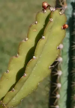 Description de l'image Rhipsalis russellii Br. & R. Bahia Brasil.jpg.