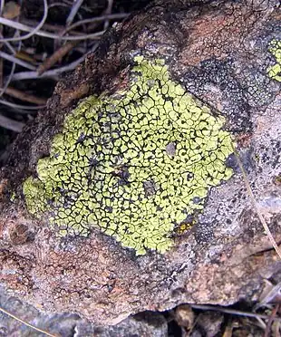Lichen du genre Rhizocarpon sur les monts Zlatibor