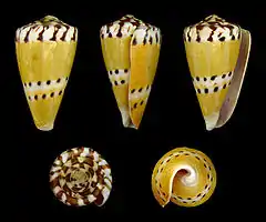 Conus mustelinus