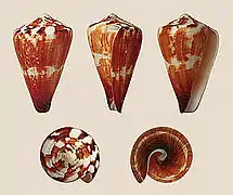 Conus vexillum