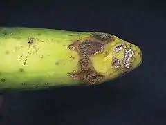 Rhizoctonia solani (Ceratobasidiaceae)