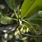 Inflorescence