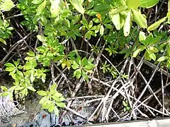 Feuilles et racines, Martinique;