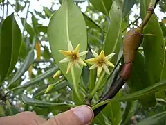 Fleurs, Puerto Rico