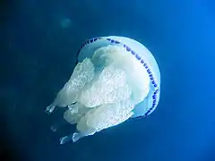 Méduse chou-fleur (Rhizostoma pulmo)