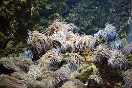 Une colonie d'anémones vertes dans l'aquarium de Rhodes.