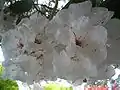 Rhododendron.