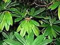 Feuilles oblancéolées de Rhododendron calophyllum