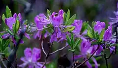 Description de l'image Rhododendron canadense (2581887502).jpg.