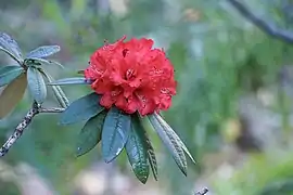 Inflorescence