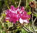 Rhododendron ferrugineux