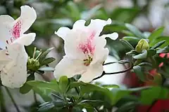 Description de l'image Rhododendron hongkongense02.JPG.