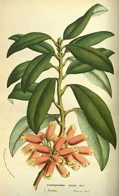 Rhododendron keysii Nutt.