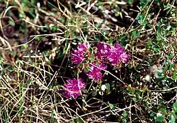 Photographie en couleurs d'une plante aux fleurs munies de pétales fins et violets.