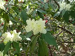 Rhododendron lutescens.