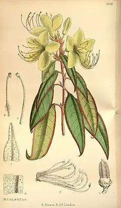 Description de l'image Rhododendron lutescens Tab. 8851.jpg.