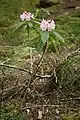 Rhododendron de Californie.