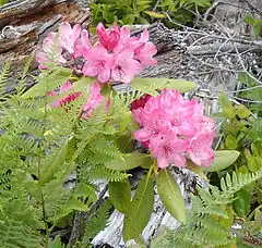 Rhododendron de Californie.