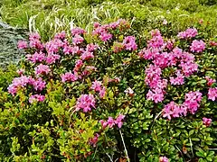 Description de l'image Rhododendron myrtifolium Chornohora Turkul.JPG.