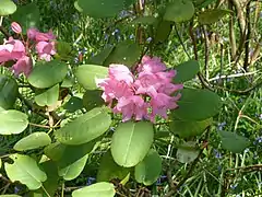 Rhododendron orbiculare.