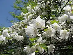Photo couleur de fleurs blanches dans un arbuste aux feuilles vertes, sur fond de ciel bleu.