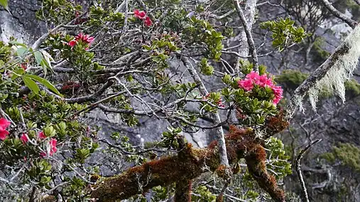 Rhododendron rugosum à Bornéo.