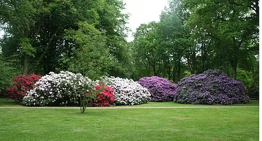 Un bosquet de rhododendrons à Brême.