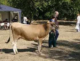 Image illustrative de l’article Rhodope (race bovine)