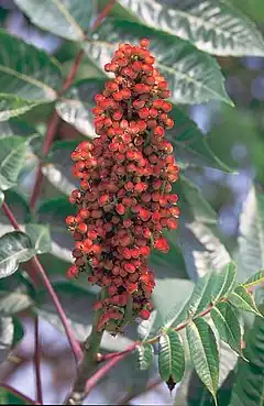 Description de l'image Rhus glabra.jpg.