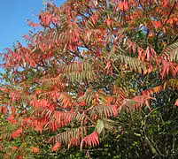 Sumac de Virginie en automne