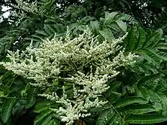 Photo en couleur du feuillage d'un arbre aux longues feuilles vertes et aux fleurs blanches en grappe