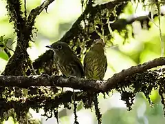 Description de l'image Rhynchocyclus pacificus - Pacific Flatbill (cropped).jpg.