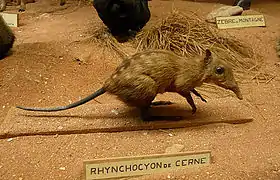 Rhynchocyon de Cerne naturalisé