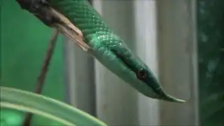 Gonyosoma boulengeri adulte - Ménagerie du jardin des plantes