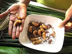 Larves consommées au Congo.