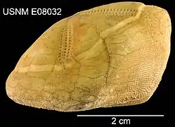 Rhynobrissus cuneus (de profil).