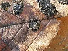 Formation des ascocarpes à la sortie de l'hiver.