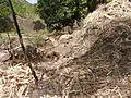 Bagasse ou canne à sucre déchiquetée après expression du vezou (Ribeira Grande de Santiago)