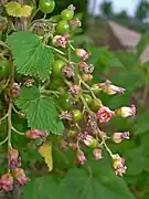 Inflorescence