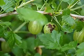 Podosphaera mors-uvae tachant un fruit de groseillier à maquereau.