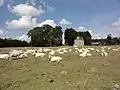 Paysage de pré à vaches à Bourville.